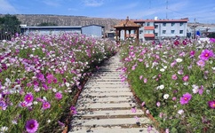 自梳女是什么意思